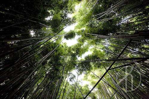 Bamboo Rising by Justin Korn